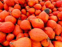 Load image into Gallery viewer, Winter Squash, Golden Hubbard