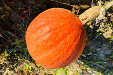 Load image into Gallery viewer, Winter Squash, Golden Hubbard