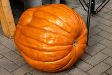 Load image into Gallery viewer, Pumpkin, Big Max