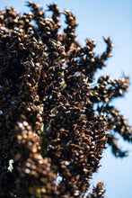 Load image into Gallery viewer, Sorghum, Black Amber Cane - Organic