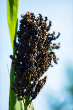 Load image into Gallery viewer, Sorghum, Black Amber Cane - Organic