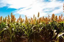Load image into Gallery viewer, Sorghum, Honey Drip