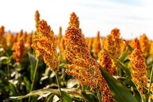 Load image into Gallery viewer, Sorghum. Rox Orange