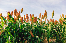 Load image into Gallery viewer, Sorghum, Wild Game Food