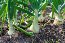 Load image into Gallery viewer, Onion, Sweet White Spanish