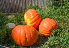 Load image into Gallery viewer, Pumpkin, Big Max