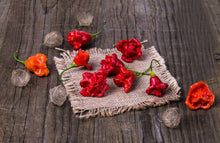 Load image into Gallery viewer, Pepper, Cambuci