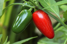 Load image into Gallery viewer, Pepper, Early Jalapeno