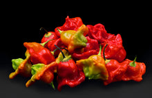 Load image into Gallery viewer, Pepper, Cambuci