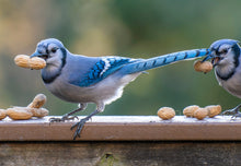 Load image into Gallery viewer, Peanut, Spanish