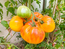 Load image into Gallery viewer, Tomato, Pineapple