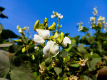 Load image into Gallery viewer, Bean, Lima Fordhook 242