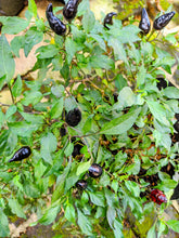 Load image into Gallery viewer, Pepper, Black Hungarian