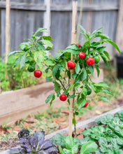 Load image into Gallery viewer, Pepper, Sweet Cherry