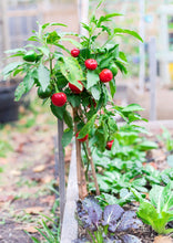 Load image into Gallery viewer, Pepper, Sweet Cherry