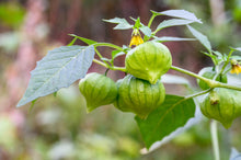 Load image into Gallery viewer, Tomatillo, Grande Rio Verde