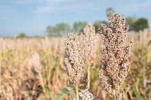 Load image into Gallery viewer, Sorghum, White Popping