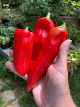 Load image into Gallery viewer, Pepper, Anaheim Chili