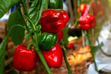 Load image into Gallery viewer, Pepper, Yolo Wonder Sweet Red Bell