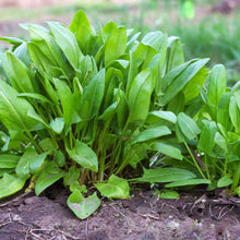 Load image into Gallery viewer, Sorrel, Large Leaf