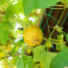 Load image into Gallery viewer, Cucumber, Lemon
