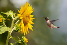 Load image into Gallery viewer, Sunflower, Black Oil