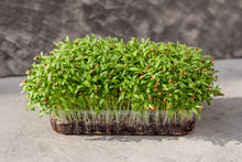 Load image into Gallery viewer, Cilantro, Fiesta Green