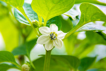 Load image into Gallery viewer, Pepper, Habanero White