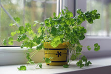 Load image into Gallery viewer, Cilantro, Leisure