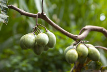 Load image into Gallery viewer, TAMARILLO, Tree Tomato Seeds