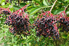 Load image into Gallery viewer, Elderberry, American