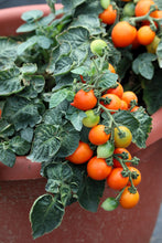 Load image into Gallery viewer, Tomato, Cherry Tiny Tim