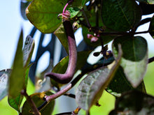 Load image into Gallery viewer, Bean, Royalty Purple Pod