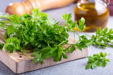 Load image into Gallery viewer, Cilantro, Fiesta Green