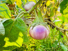 Load image into Gallery viewer, Eggplant, Italian Rosa Bianca - Organic