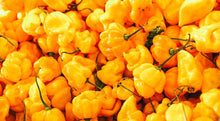 Load image into Gallery viewer, Pepper, Yellow Scotch Bonnet