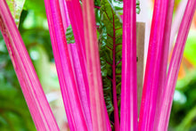Load image into Gallery viewer, Swiss Chard, Pink Lipstick