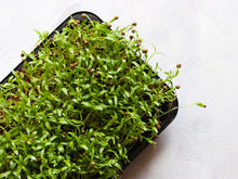 Load image into Gallery viewer, Cilantro, Leisure