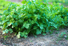 Load image into Gallery viewer, Cilantro, Fiesta Green