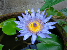 Load image into Gallery viewer, Water Lily, Blue