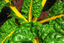 Load image into Gallery viewer, Swiss Chard,  Canary