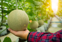 Load image into Gallery viewer, Cantaloupe, Iroquois