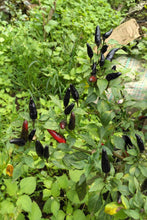 Load image into Gallery viewer, Pepper, Black Hungarian