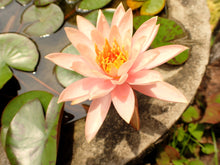 Load image into Gallery viewer, Lotus, Bowl