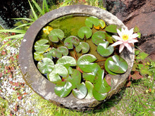Load image into Gallery viewer, Lotus, Bowl