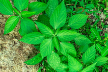 Load image into Gallery viewer, Ginseng,  American