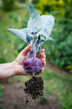 Load image into Gallery viewer, Kohlrabi, Purple Vienna