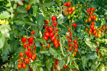 Load image into Gallery viewer, Tomato, Roma