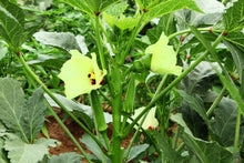 Load image into Gallery viewer, Okra, Clemson Spineless