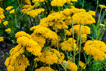 Load image into Gallery viewer, Yarrow, Golden